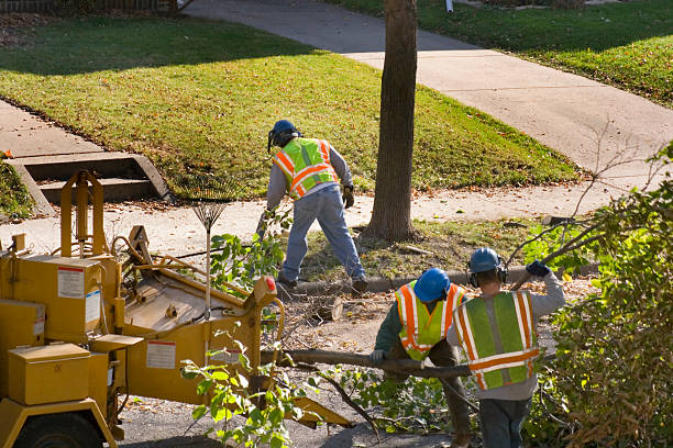 Best Tree and Shrub Care  in Westville, IN